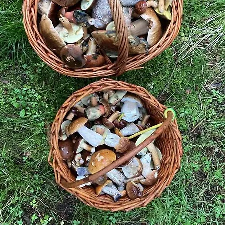 Neptun Pensjonat *
